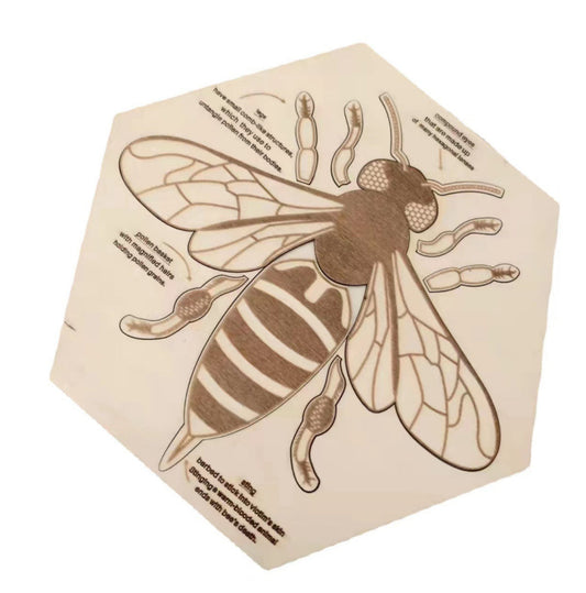 Factory Price Wholesale Honeybee Anatomical Structure Wood Multilayer Puzzle Children Learn to Recognize Animal Toys Gifts